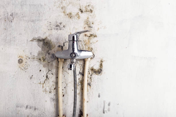 Best DIY Mold Remediation Support Services in Baxter, MN