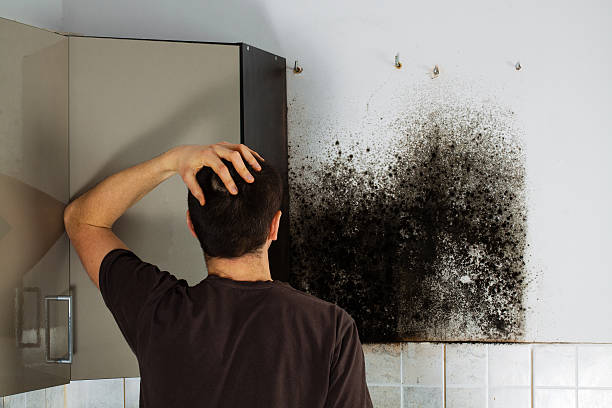 Best Emergency Mold Remediation in Baxter, MN