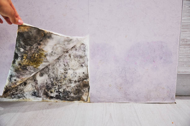 Best DIY Mold Remediation Support Services in Baxter, MN